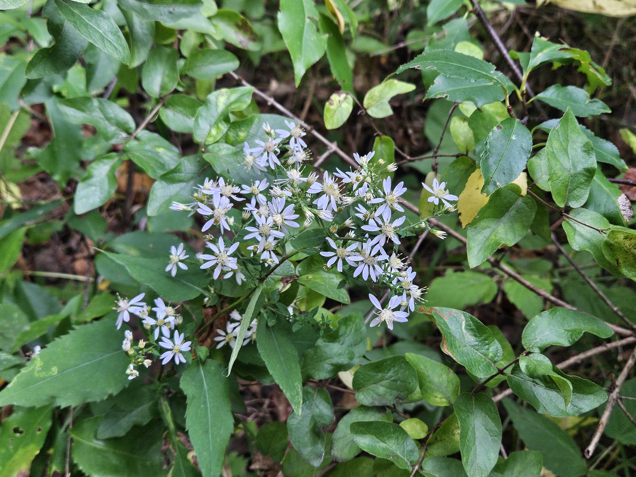 Wildflower Walking Trail - Jim Falls, WI