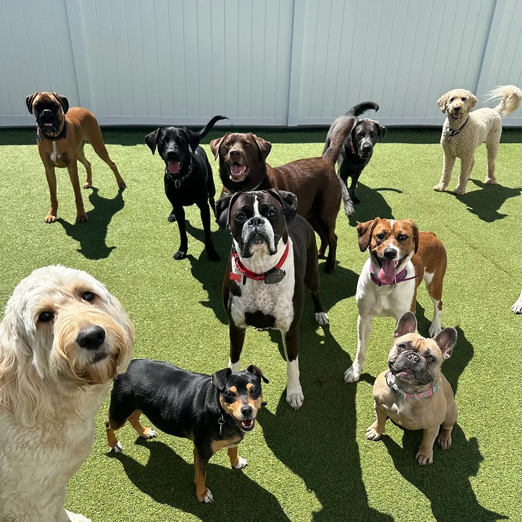 Bark and Stay LLC - Johnstown, NY