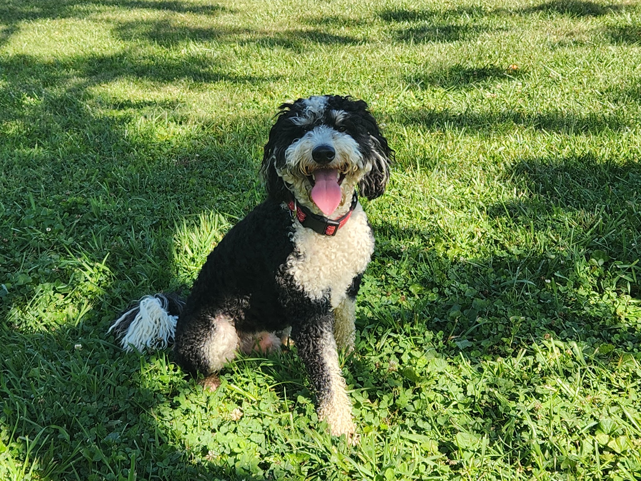 Johnstown (OH) Dog Park - Johnstown, OH