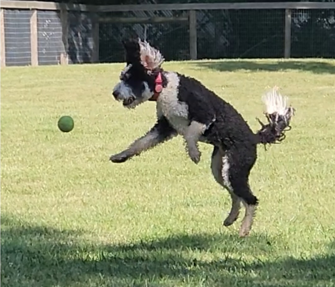 Johnstown (OH) Dog Park - Johnstown, OH