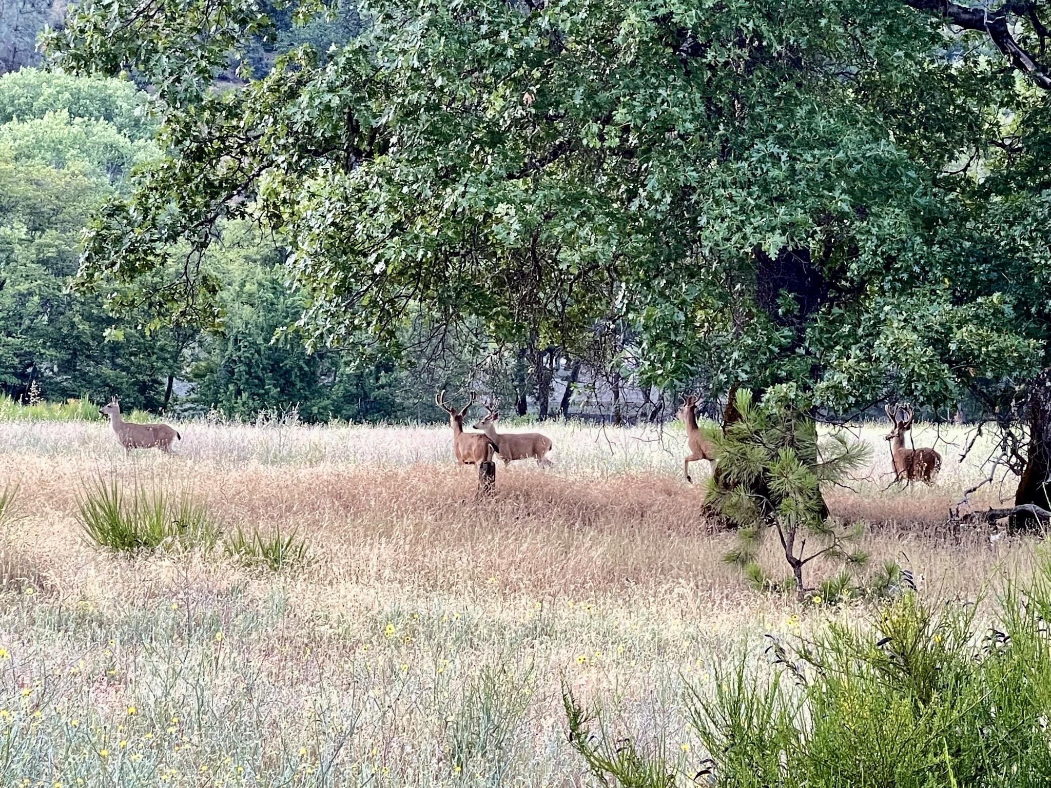 Junction City Park - Junction City, CA