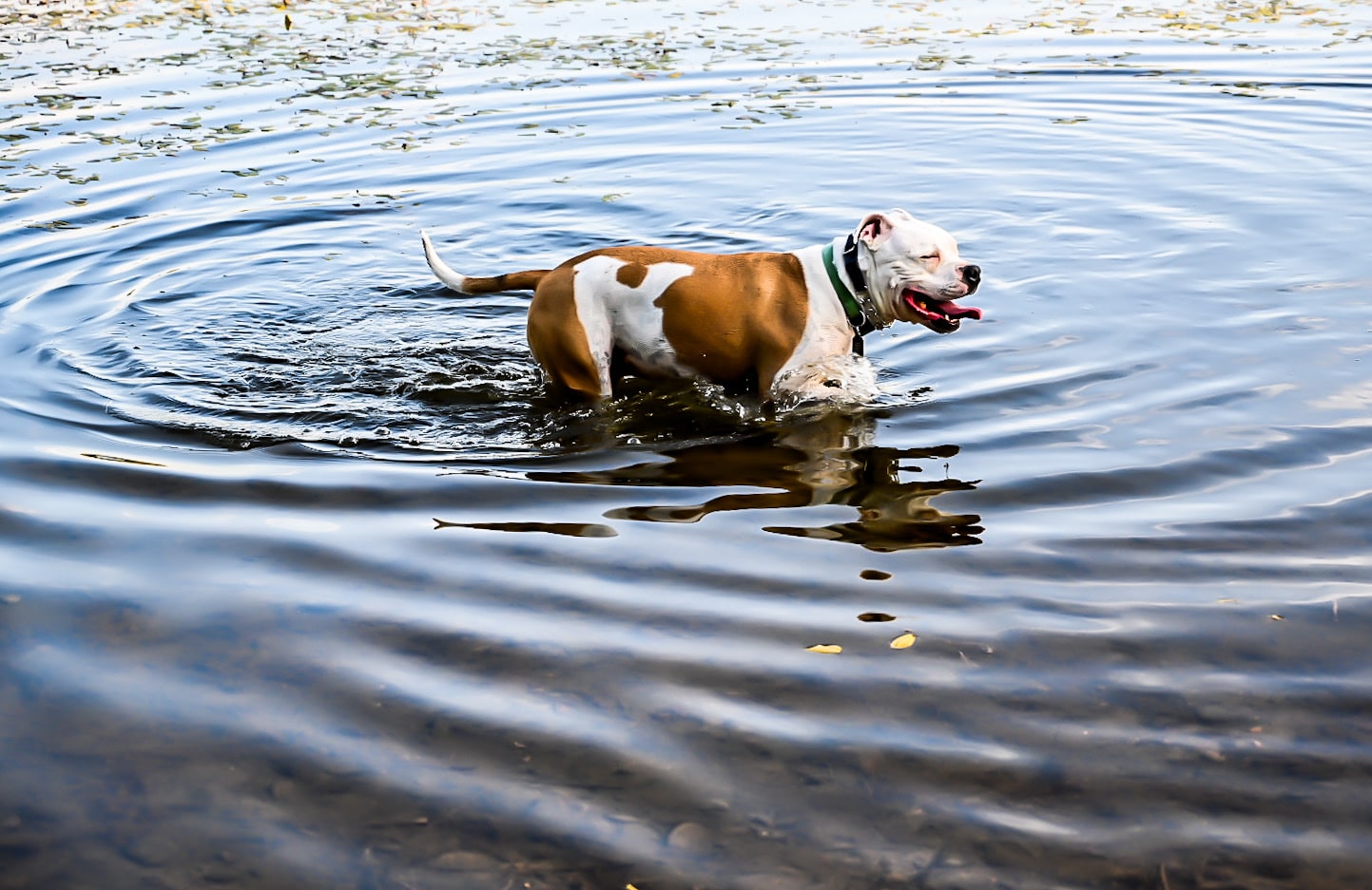 East Kirk Park - Junction City, OR