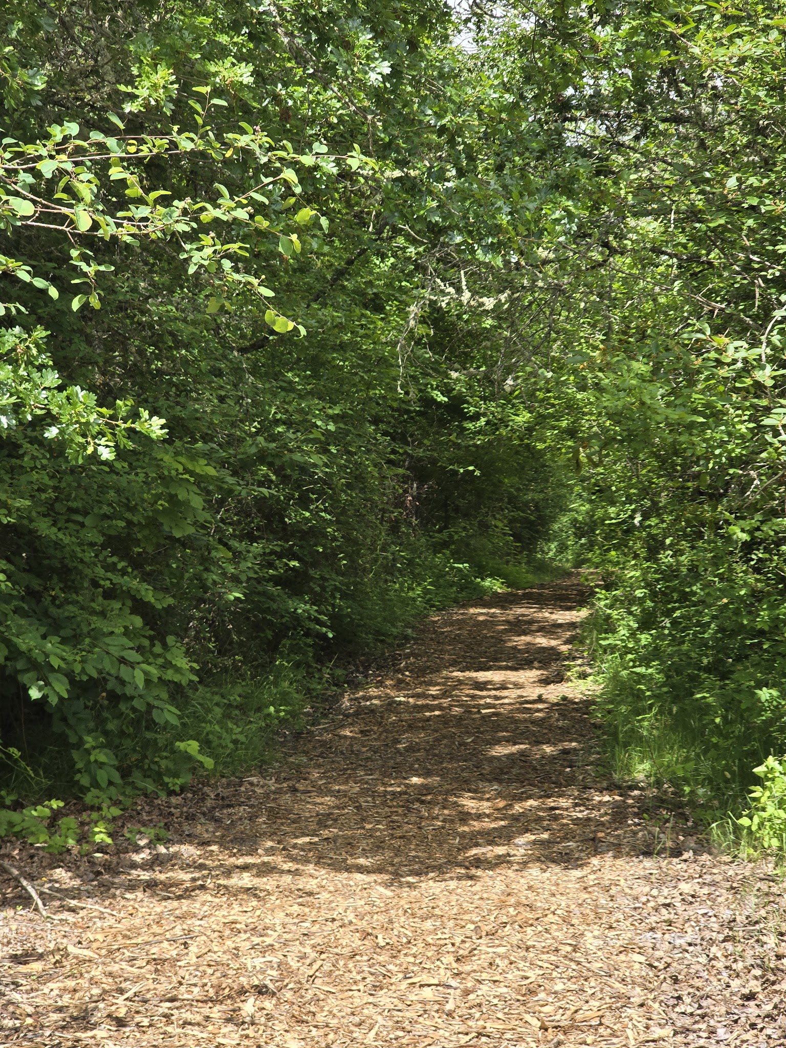 East Kirk Park - Junction City, OR