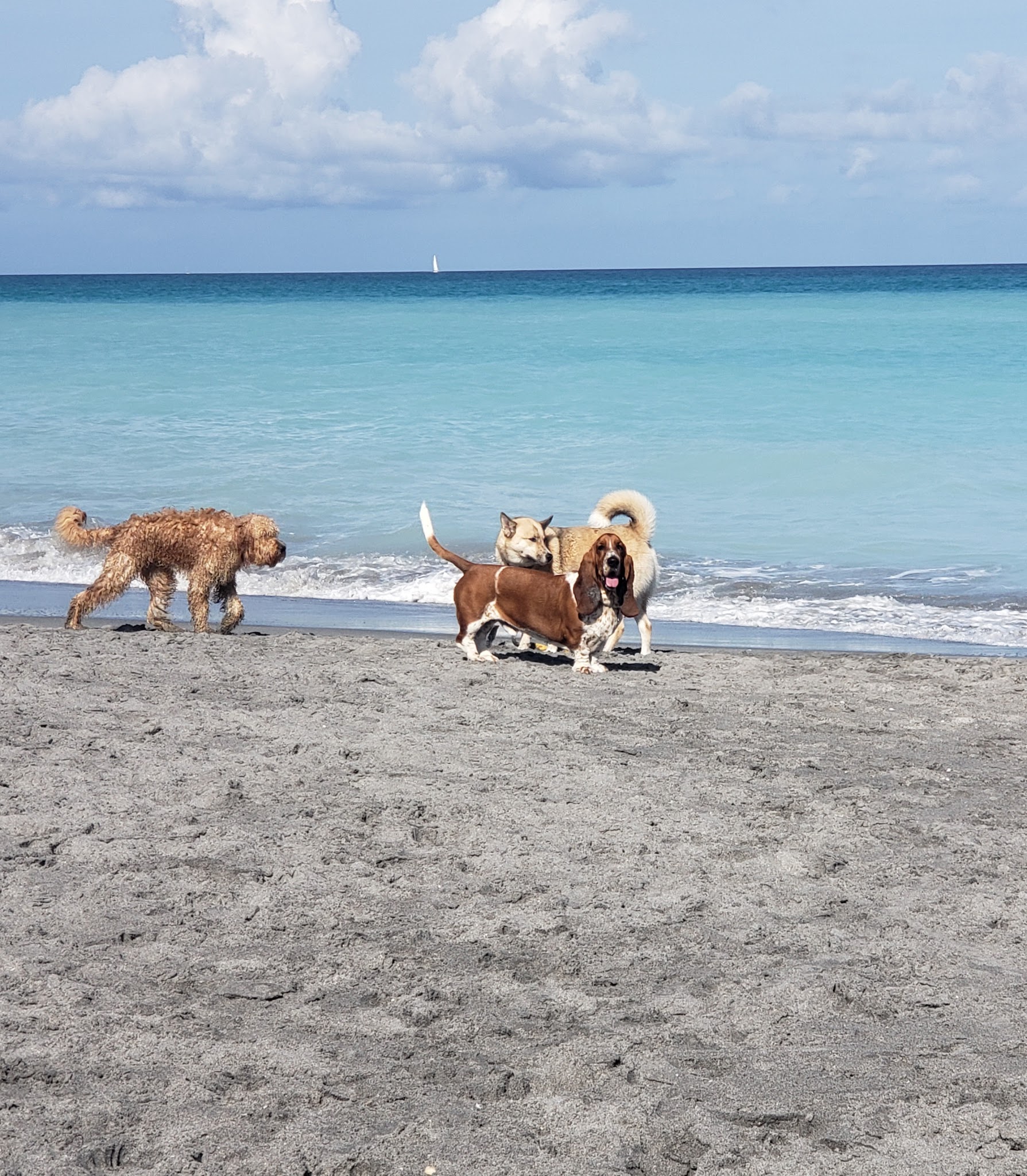 Dog Beach - Jupiter, FL