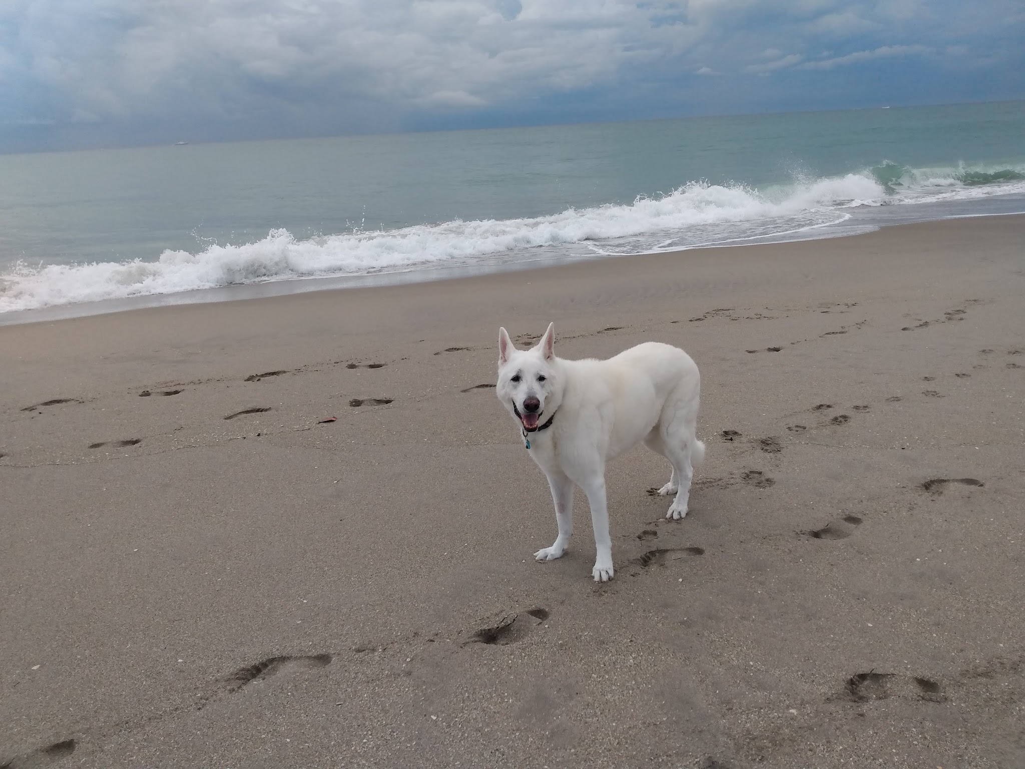 Jupiter Off-Leash Dog Beach - Jupiter, FL