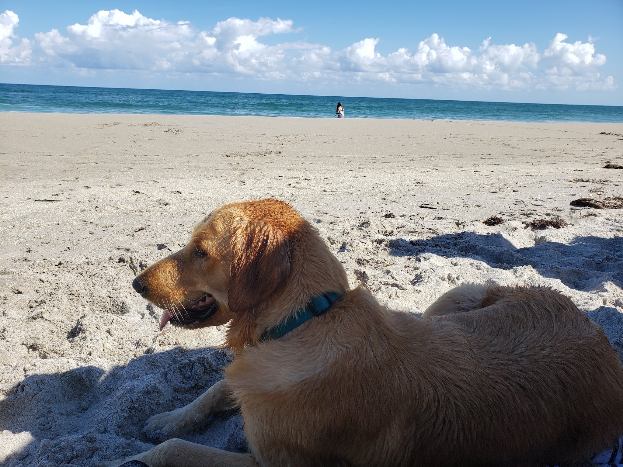 Jupiter Off-Leash Dog Beach - Jupiter, FL