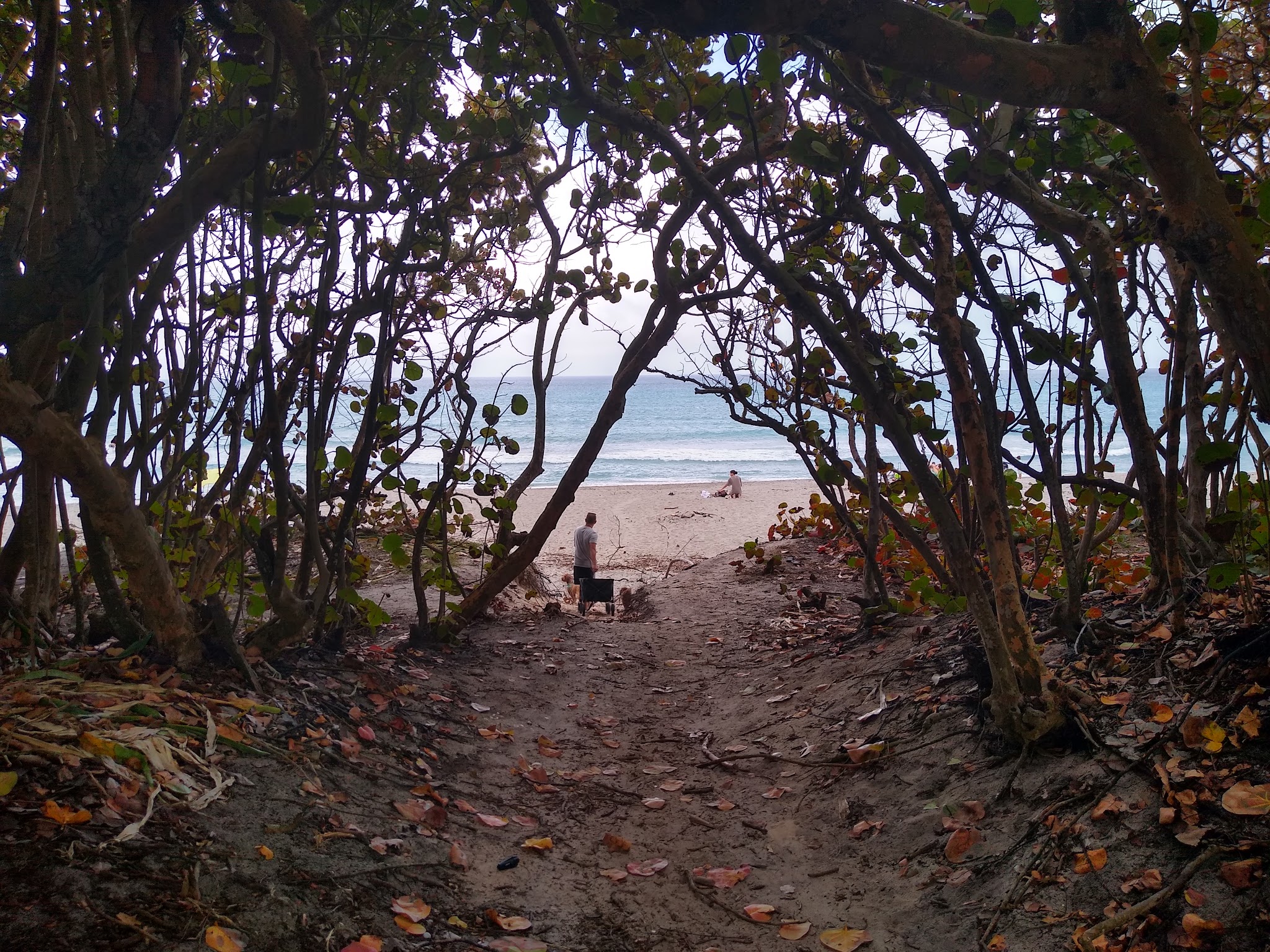 Ladder 38 @ Dog Beach - Jupiter, FL