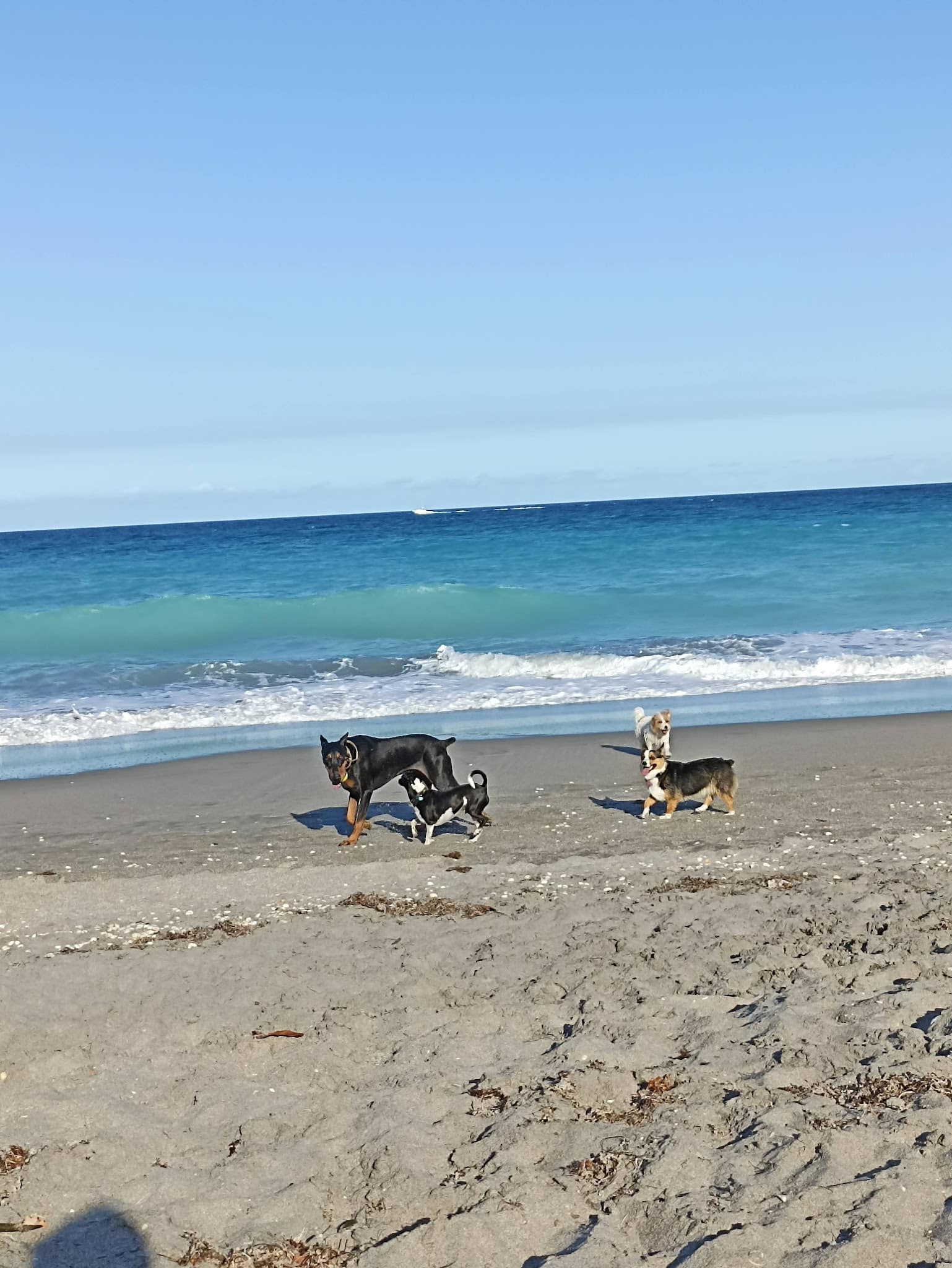 Ladder 38 @ Dog Beach - Jupiter, FL