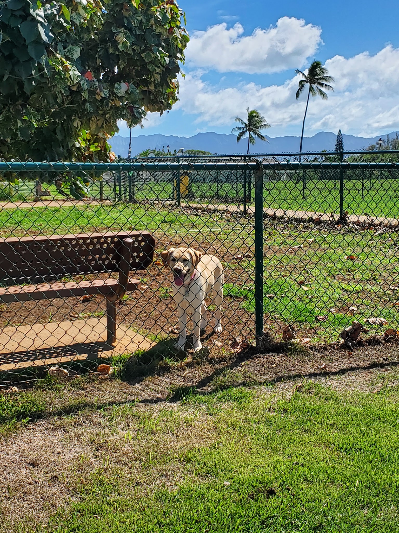 MCBH Dog park - Kailua, HI