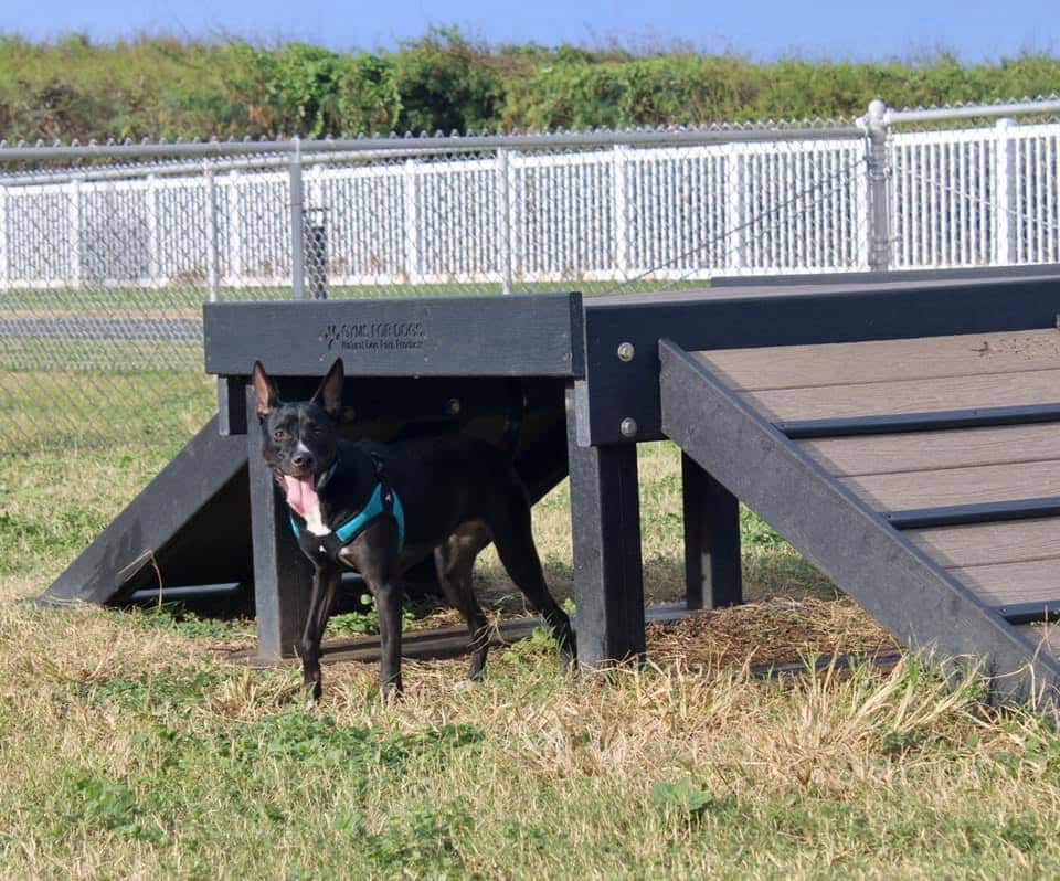 MCBH Pa Honua Dog Park - Kailua, HI