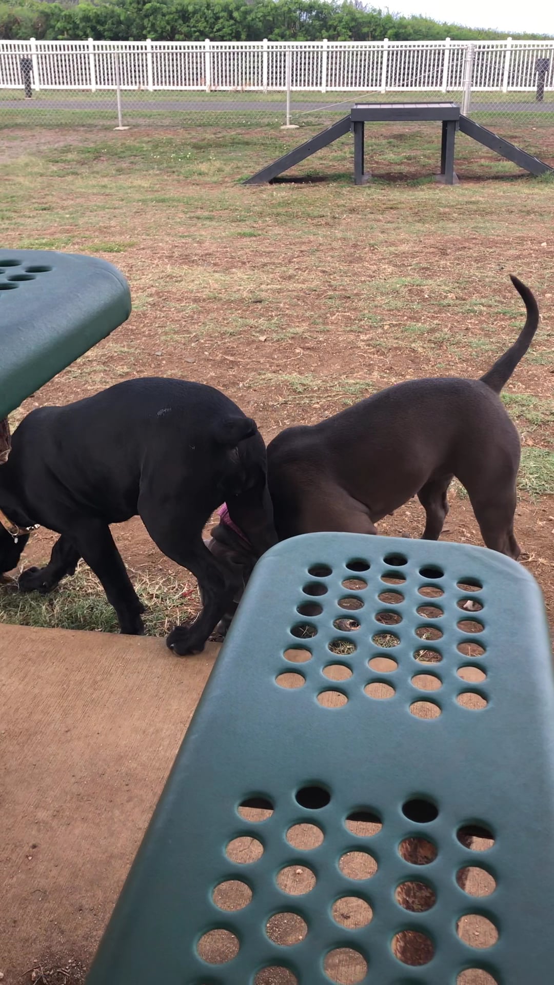 MCBH Pa Honua Dog Park - Kailua, HI