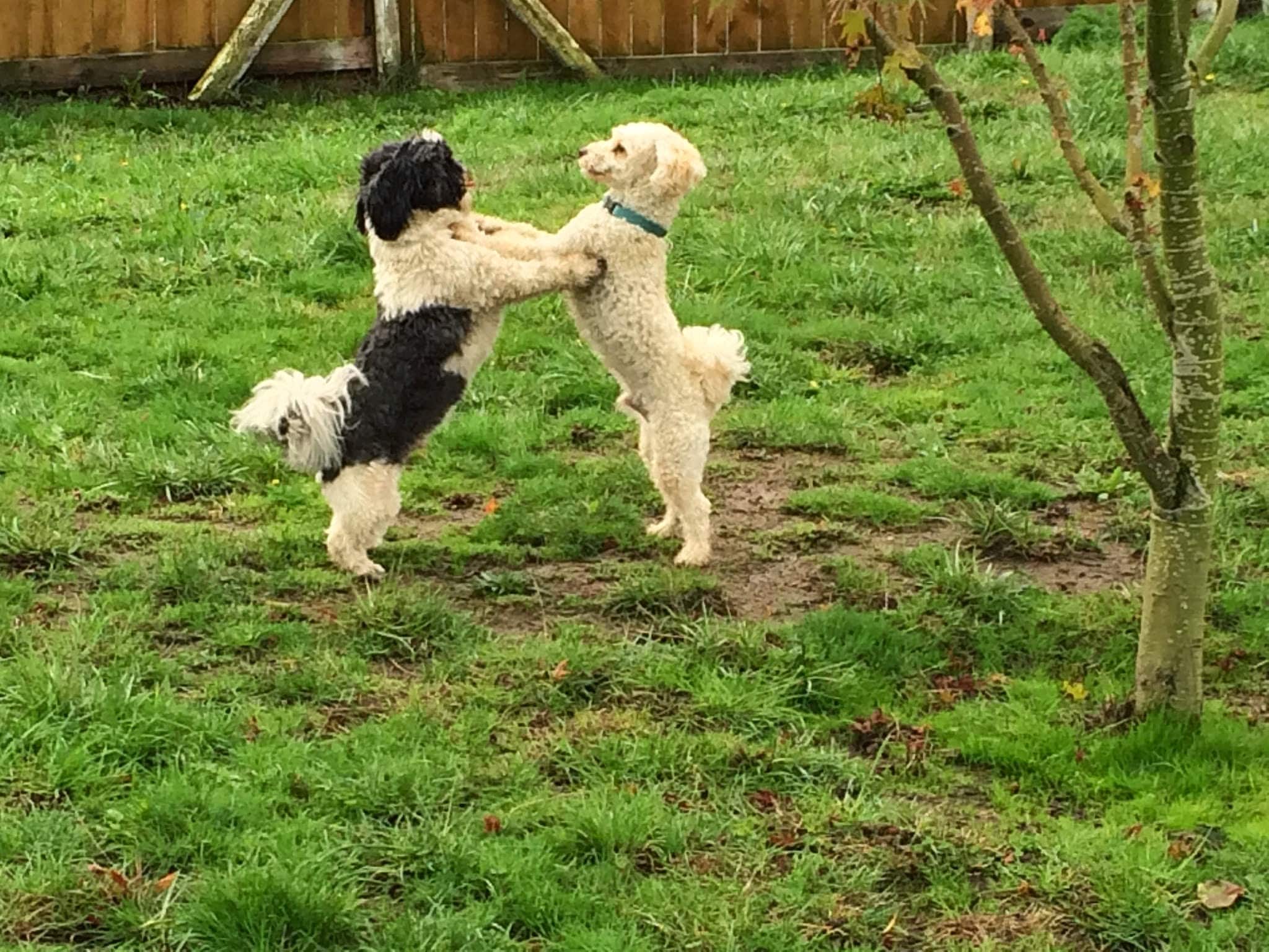 Columbia Canine Cottage Boarding & Grooming - Kalama, WA