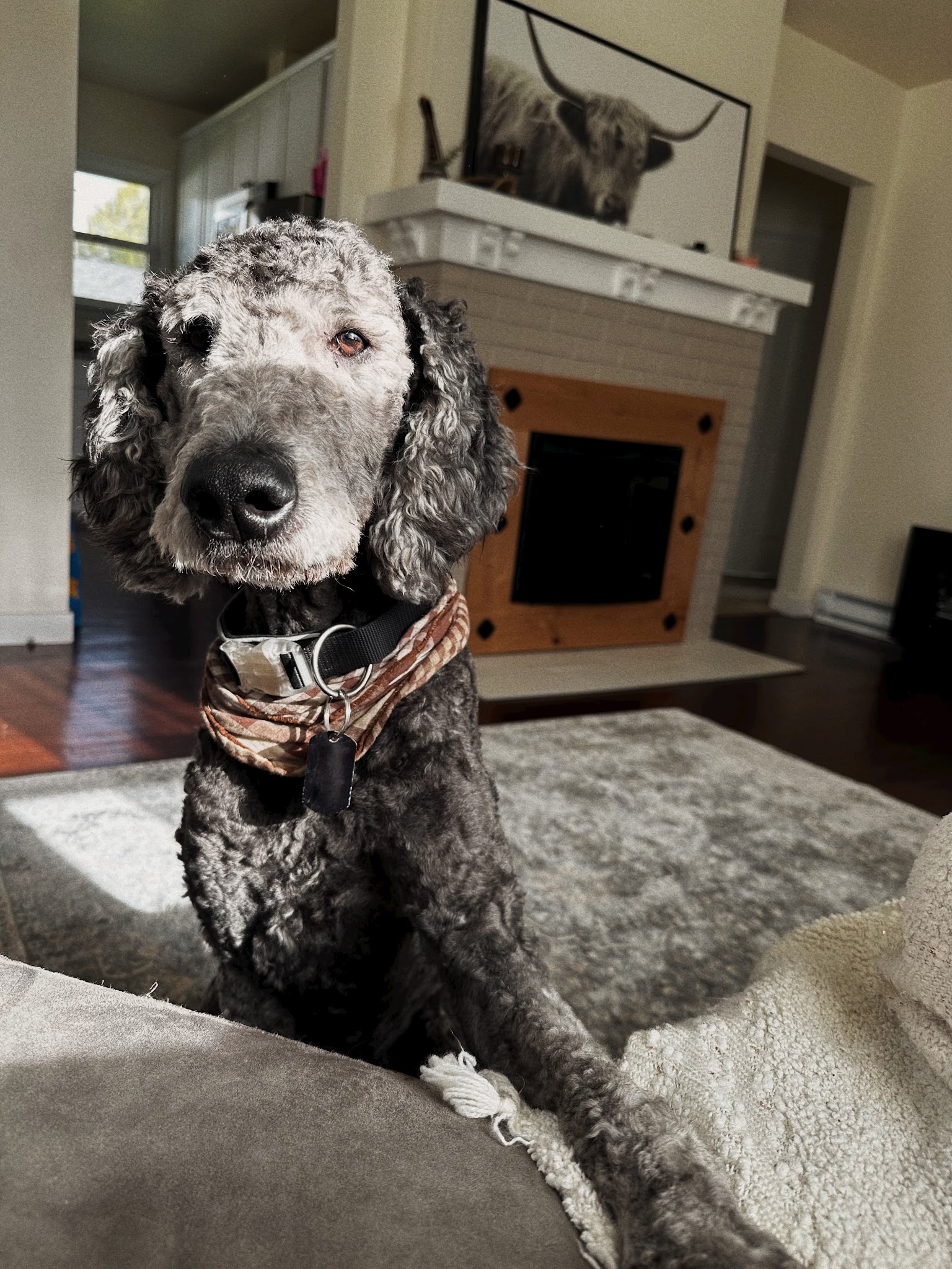 Columbia Canine Cottage Boarding & Grooming - Kalama, WA