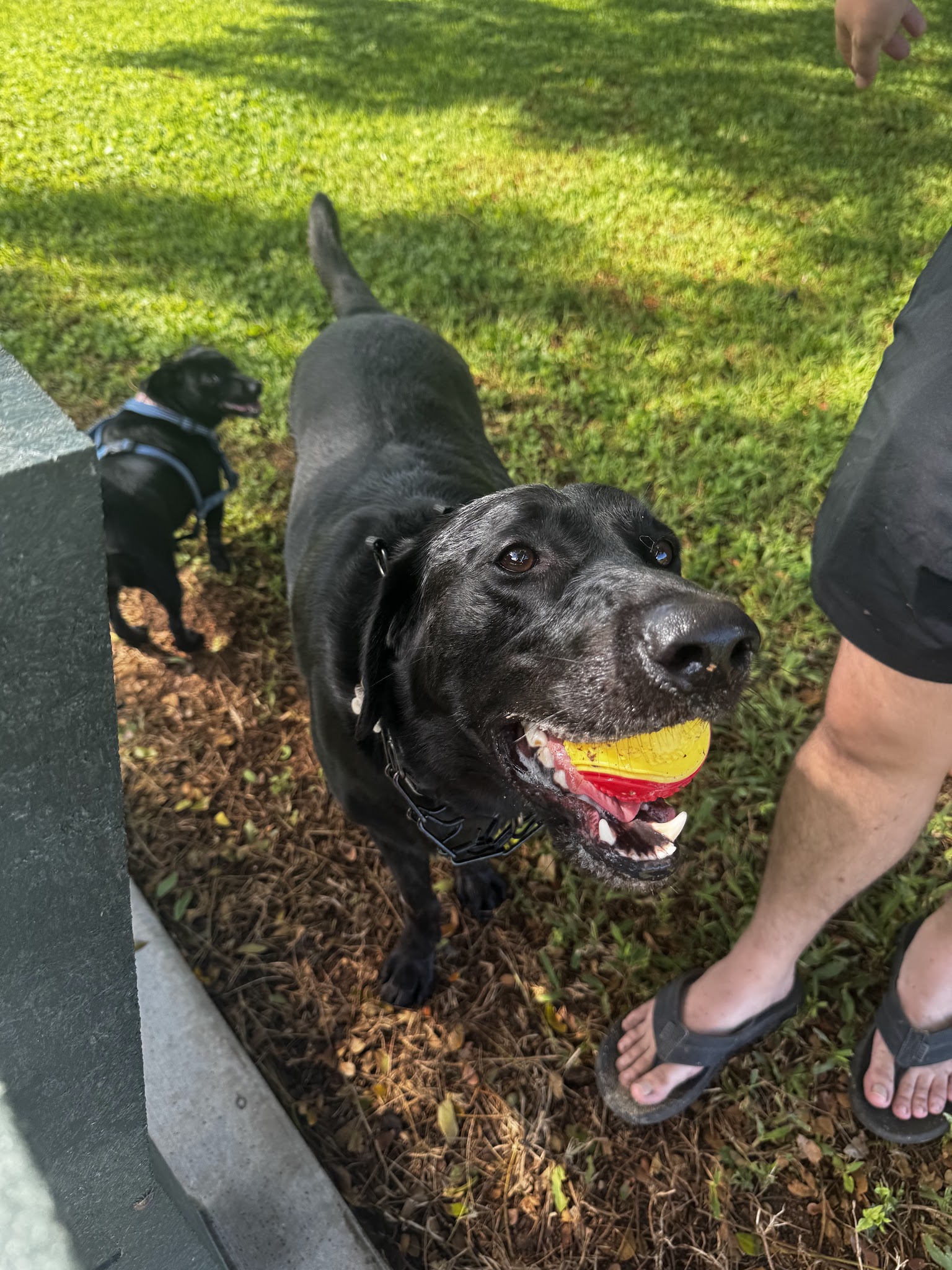 Kaneohe Dog Park - Kaneohe, HI