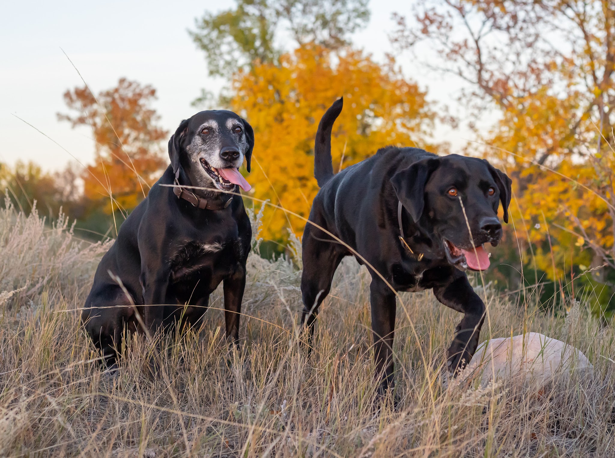 Northbound Pet - Kenmare, ND