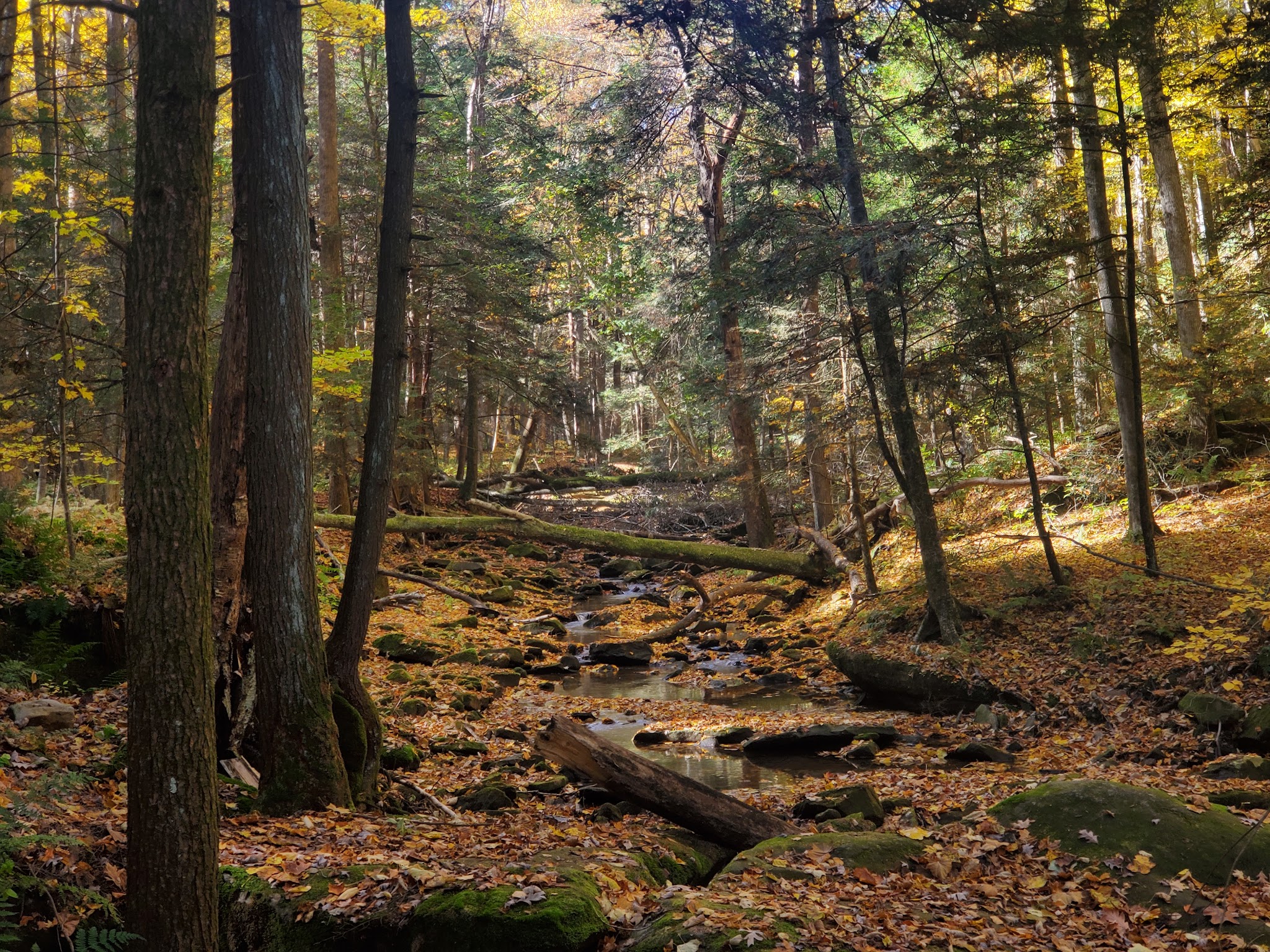 Clear Creek State Forest - Kennerdell Tract - Kennerdell, PA