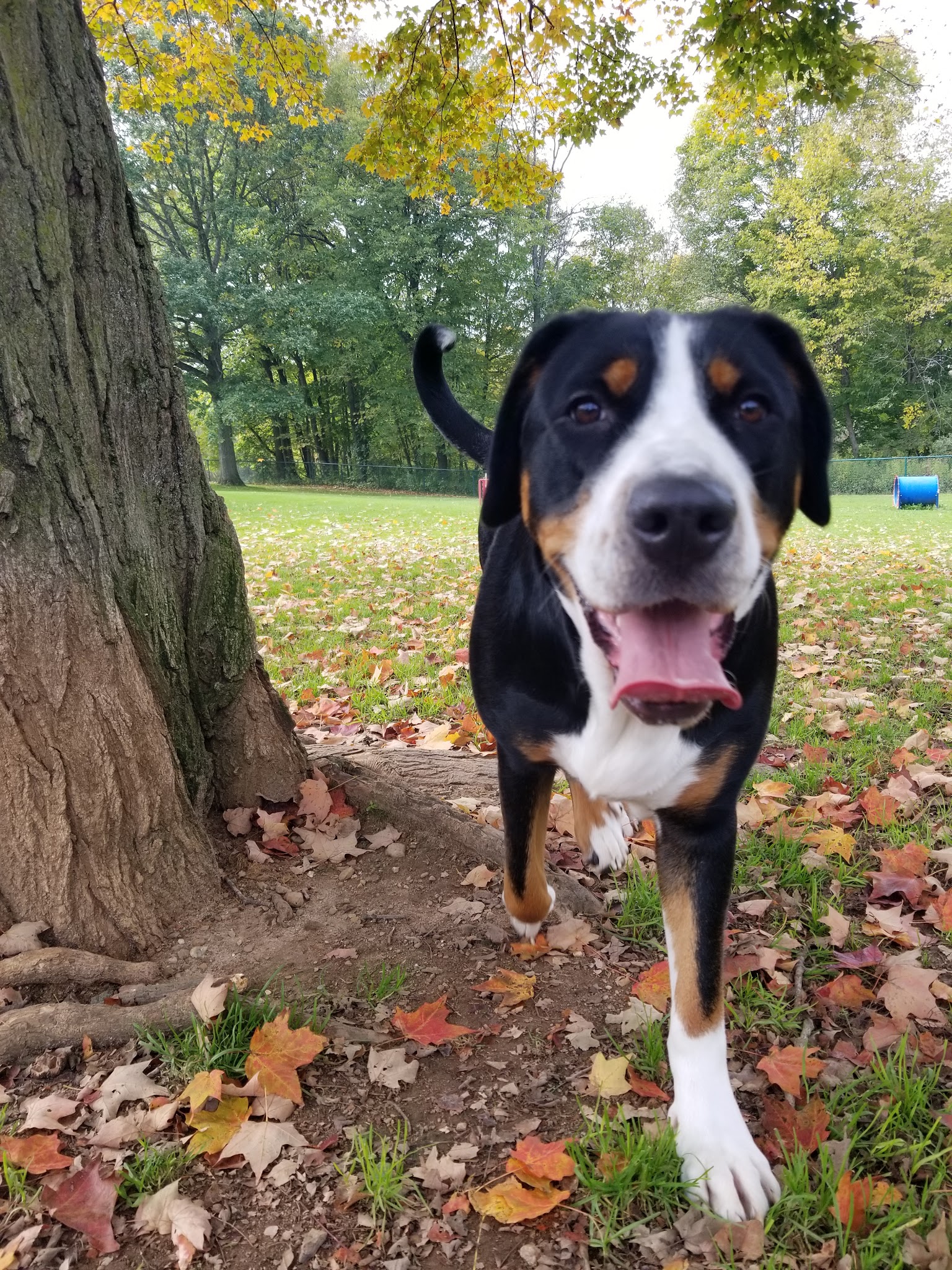 Carlisle Family Dog Park - Kenosha, WI