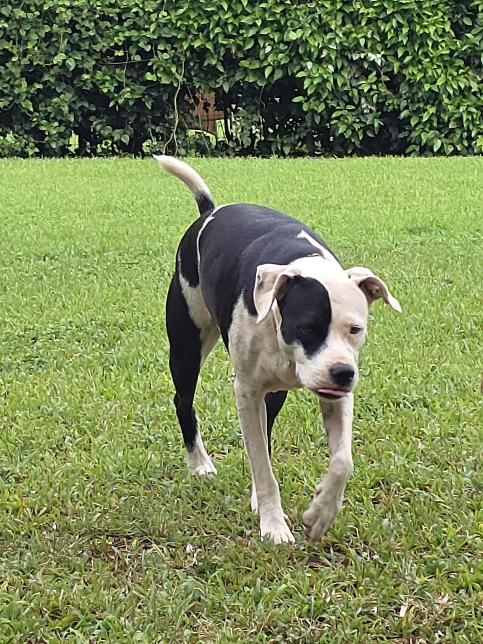 Dog Park - Kilauea, HI