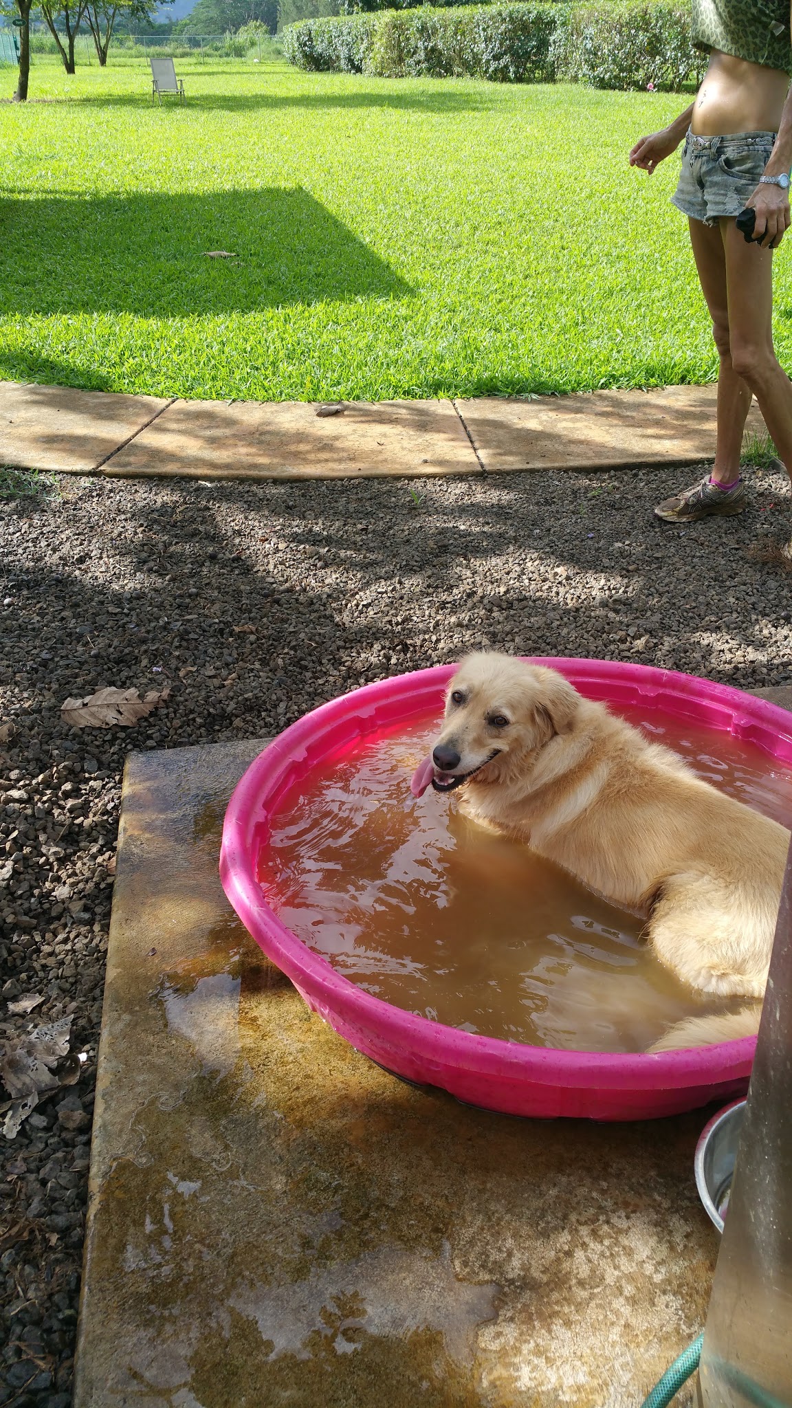 Dog Park - Kilauea, HI