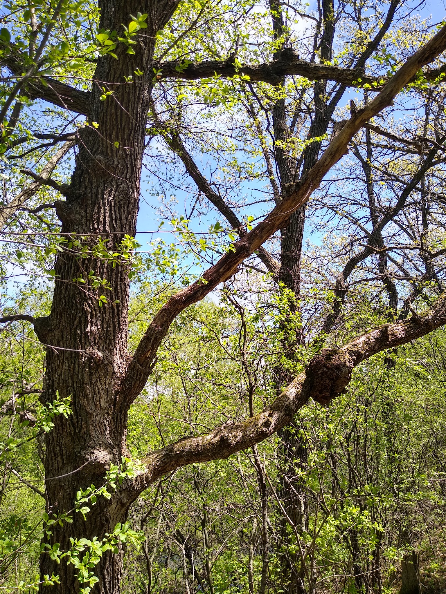 Willow Creek Park - Kimball, MN