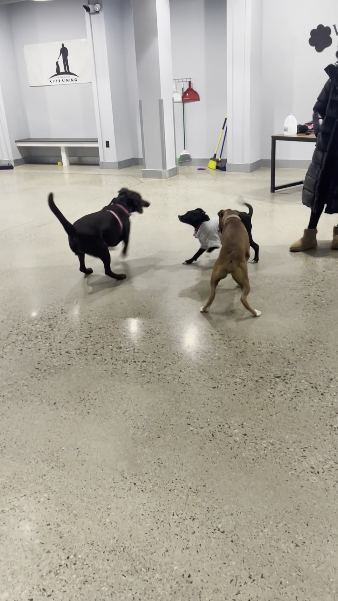 JB's Indoor Dog Park Kingston - Kingston, MA