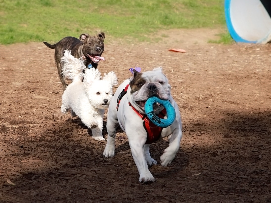 Kingston dog park - Kingston, PA