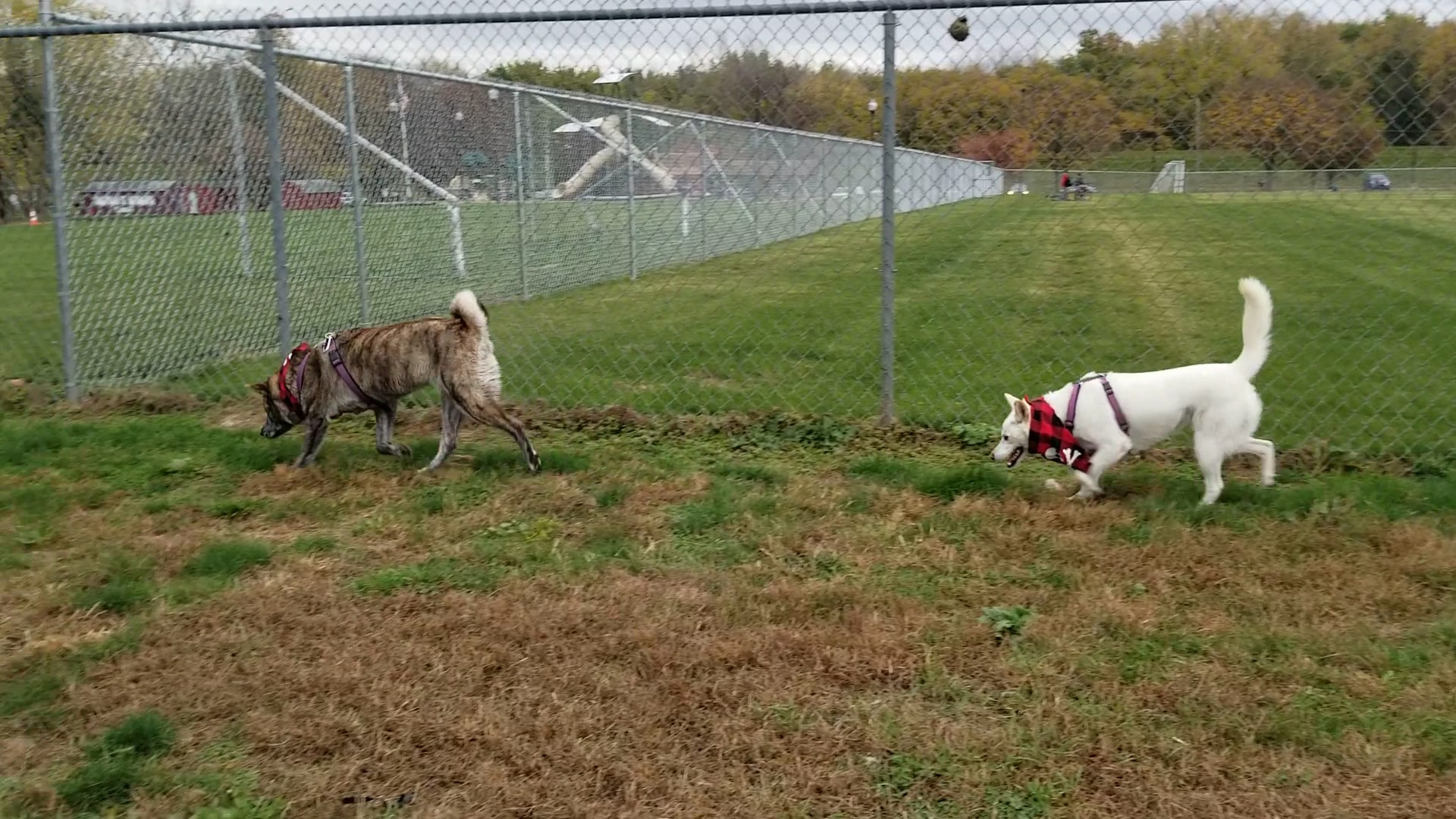 Kingston dog park - Kingston, PA