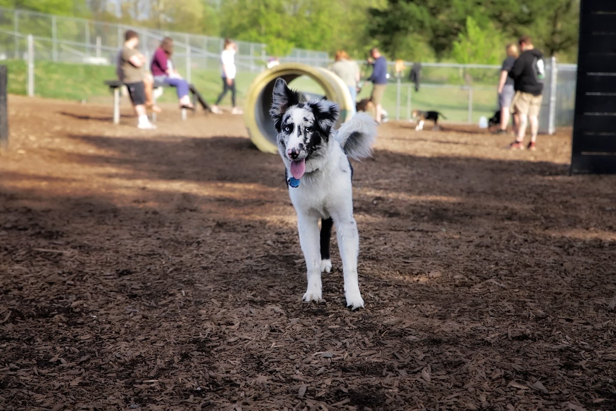Kingston dog park - Kingston, PA