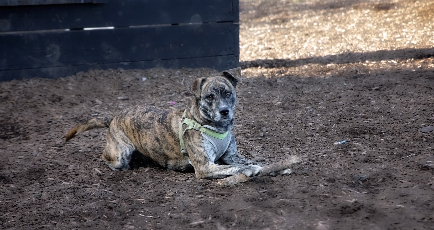 Kingston dog park - Kingston, PA
