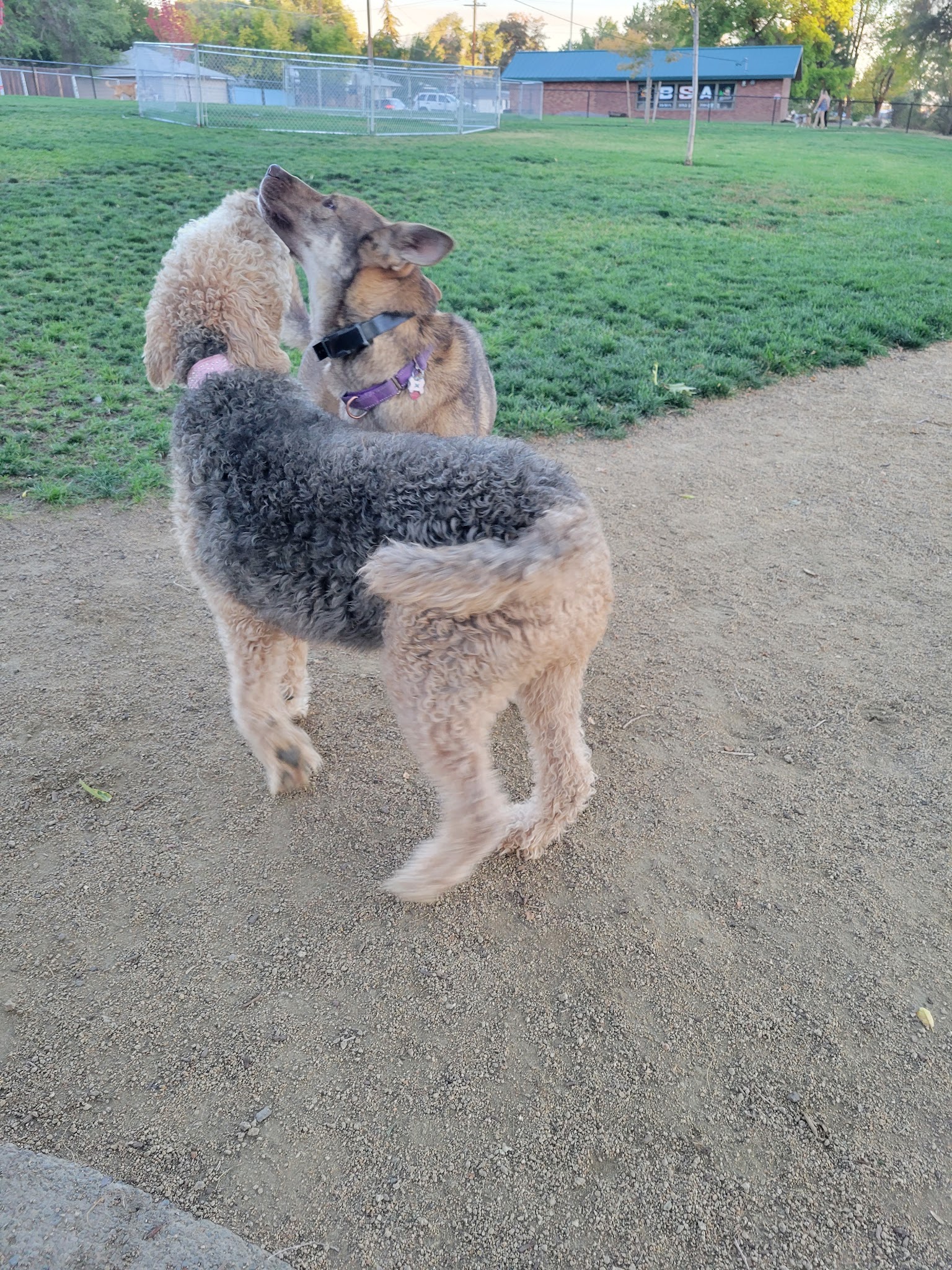 Eulalona Dog Park - Klamath Falls, OR