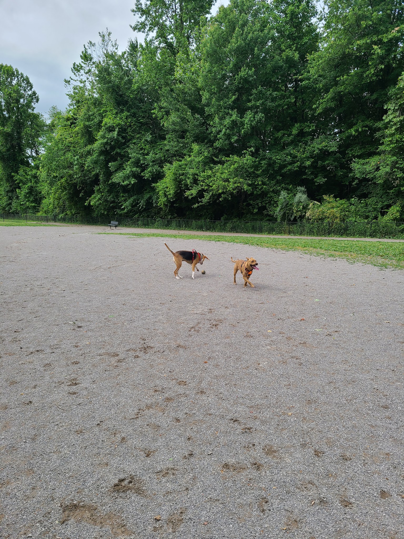 Tommy Schumpert Park Dog Park - Knoxville, TN
