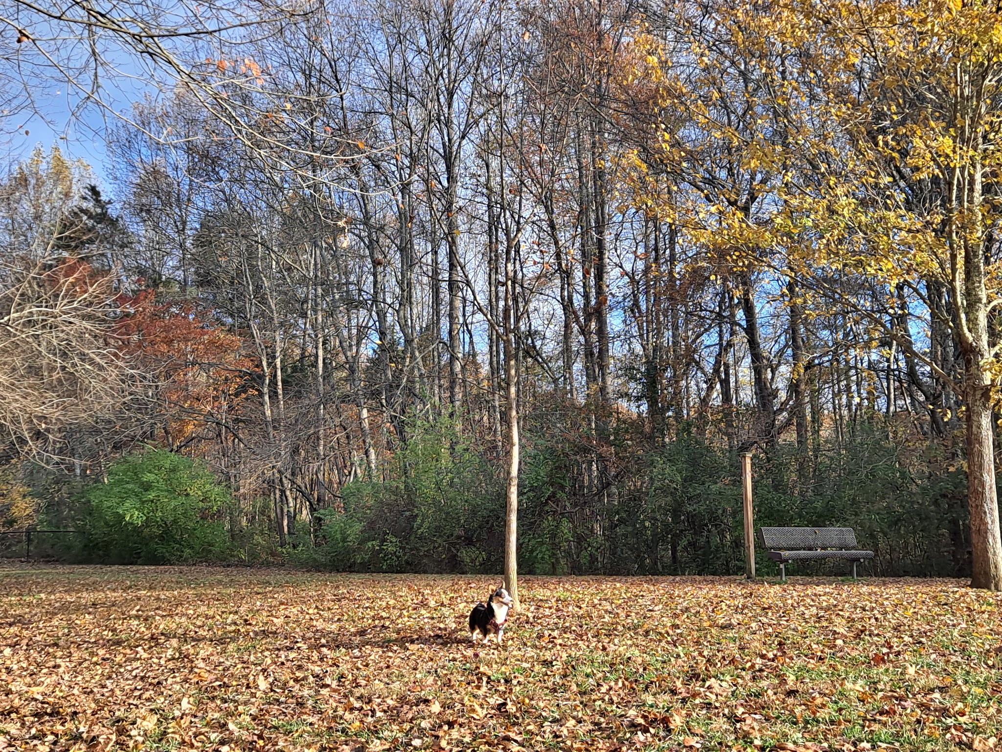 Tommy Schumpert Park Dog Park - Knoxville, TN