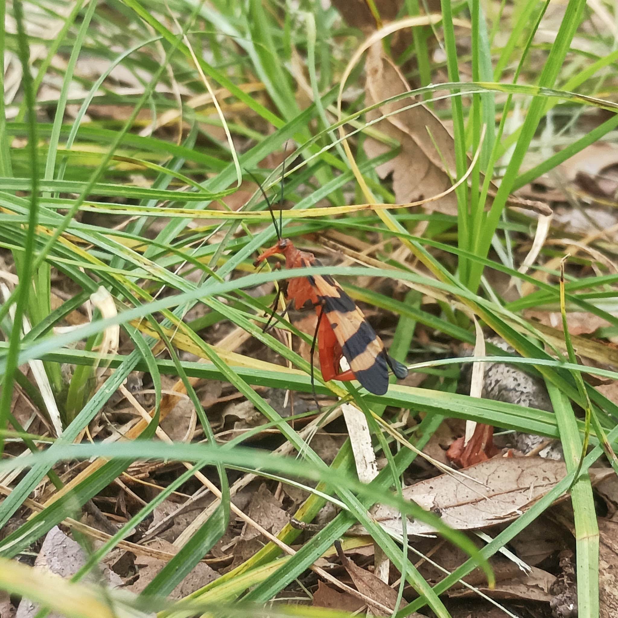 Indian Bayou Trail - Krotz Springs, LA