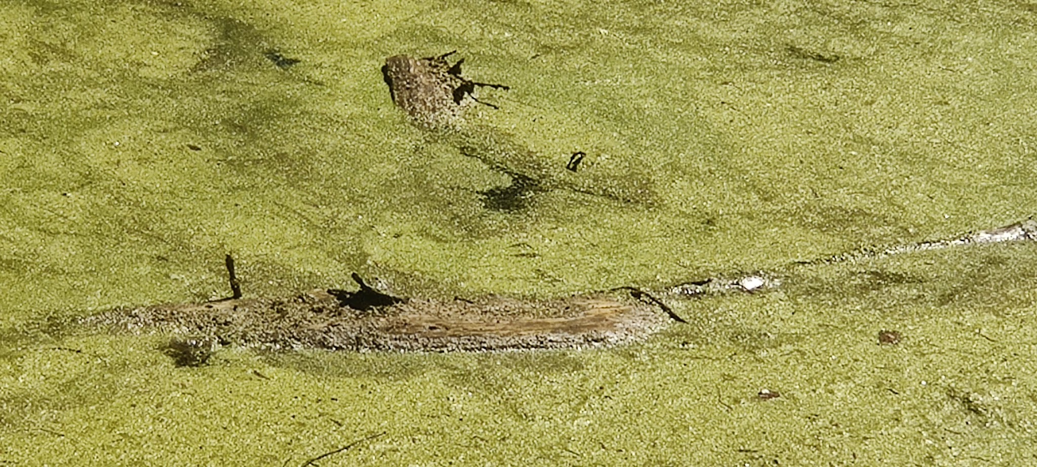 Indian Bayou Trail - Krotz Springs, LA