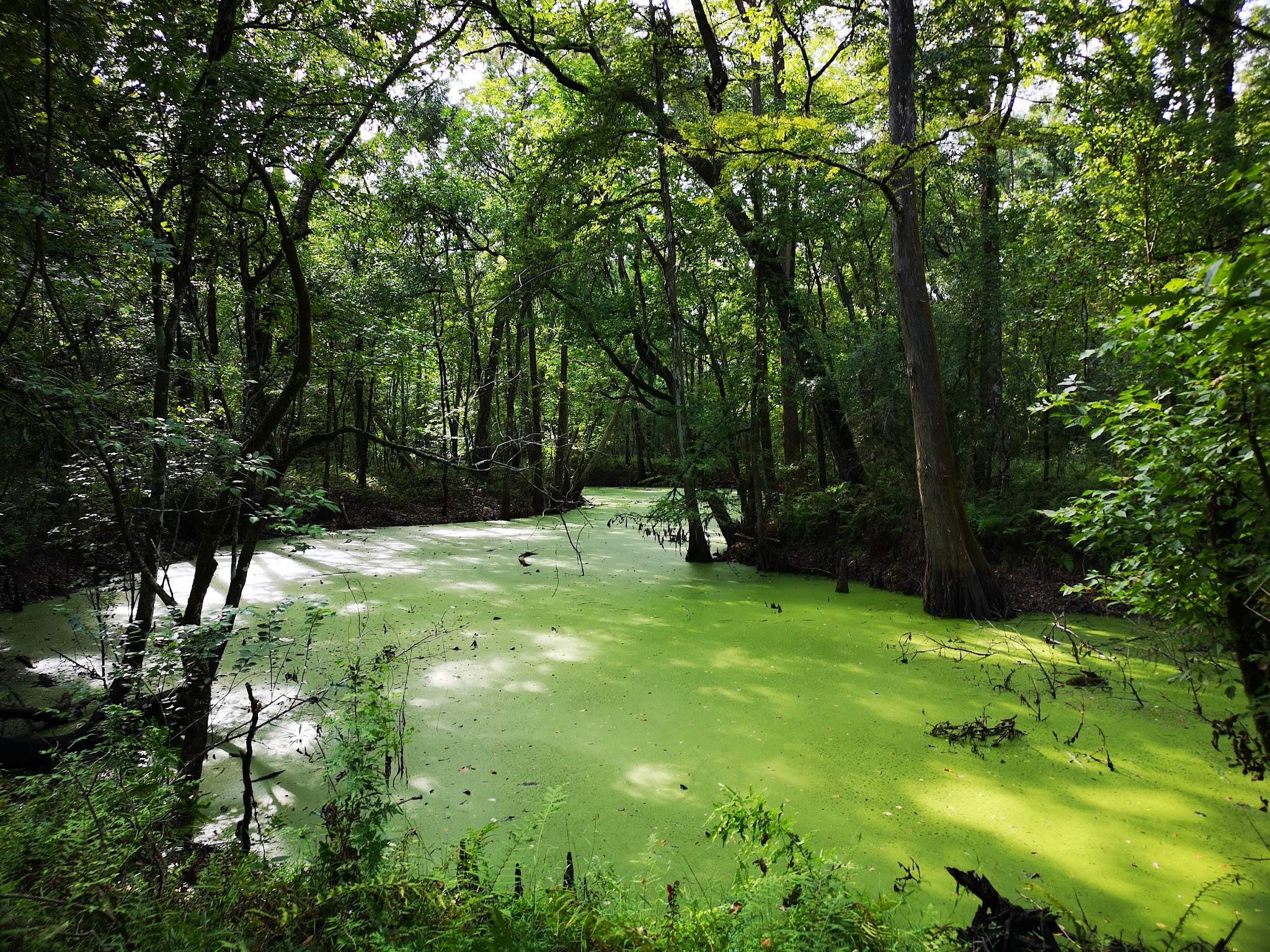 Indian Bayou Trail - Krotz Springs, LA