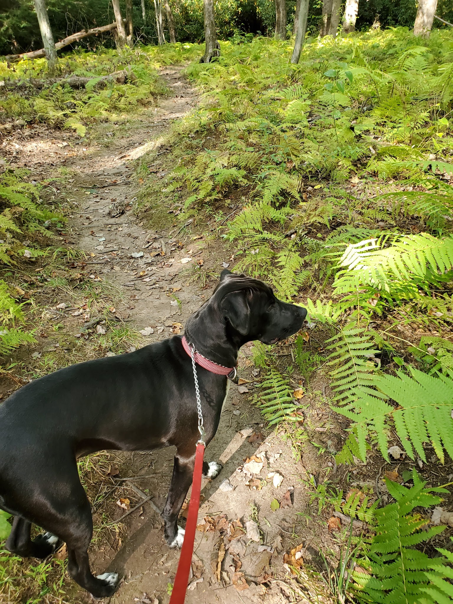 Cliff Woodring Trail - Kunkletown, PA
