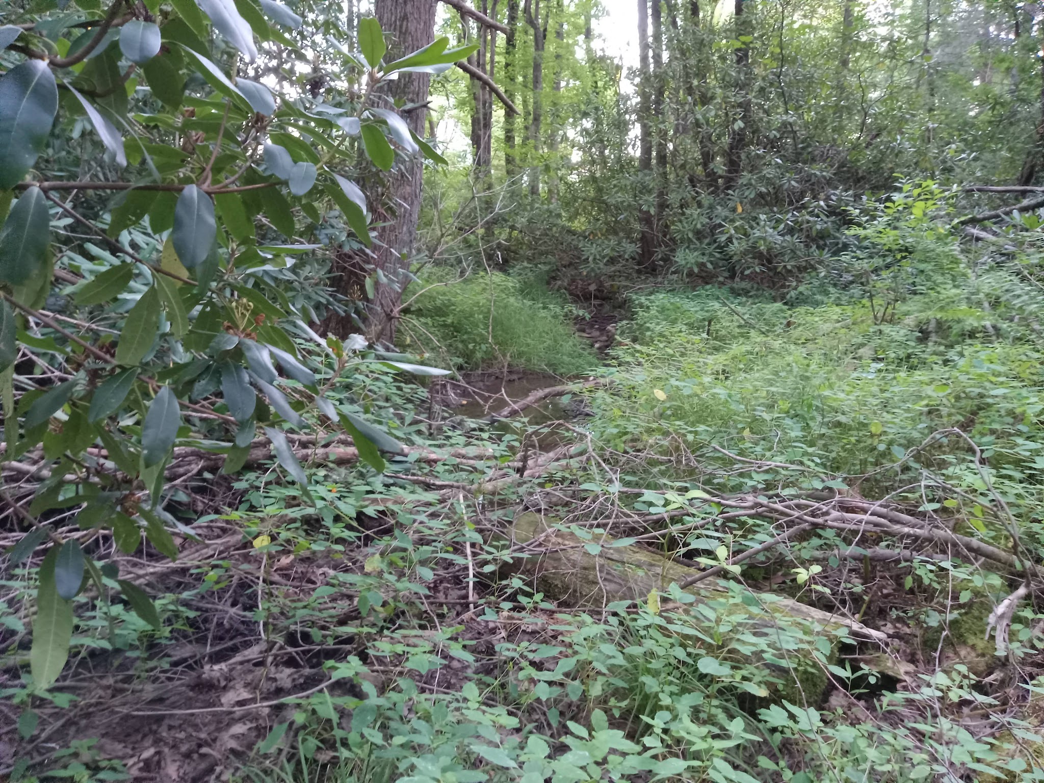 Cliff Woodring Trail - Kunkletown, PA