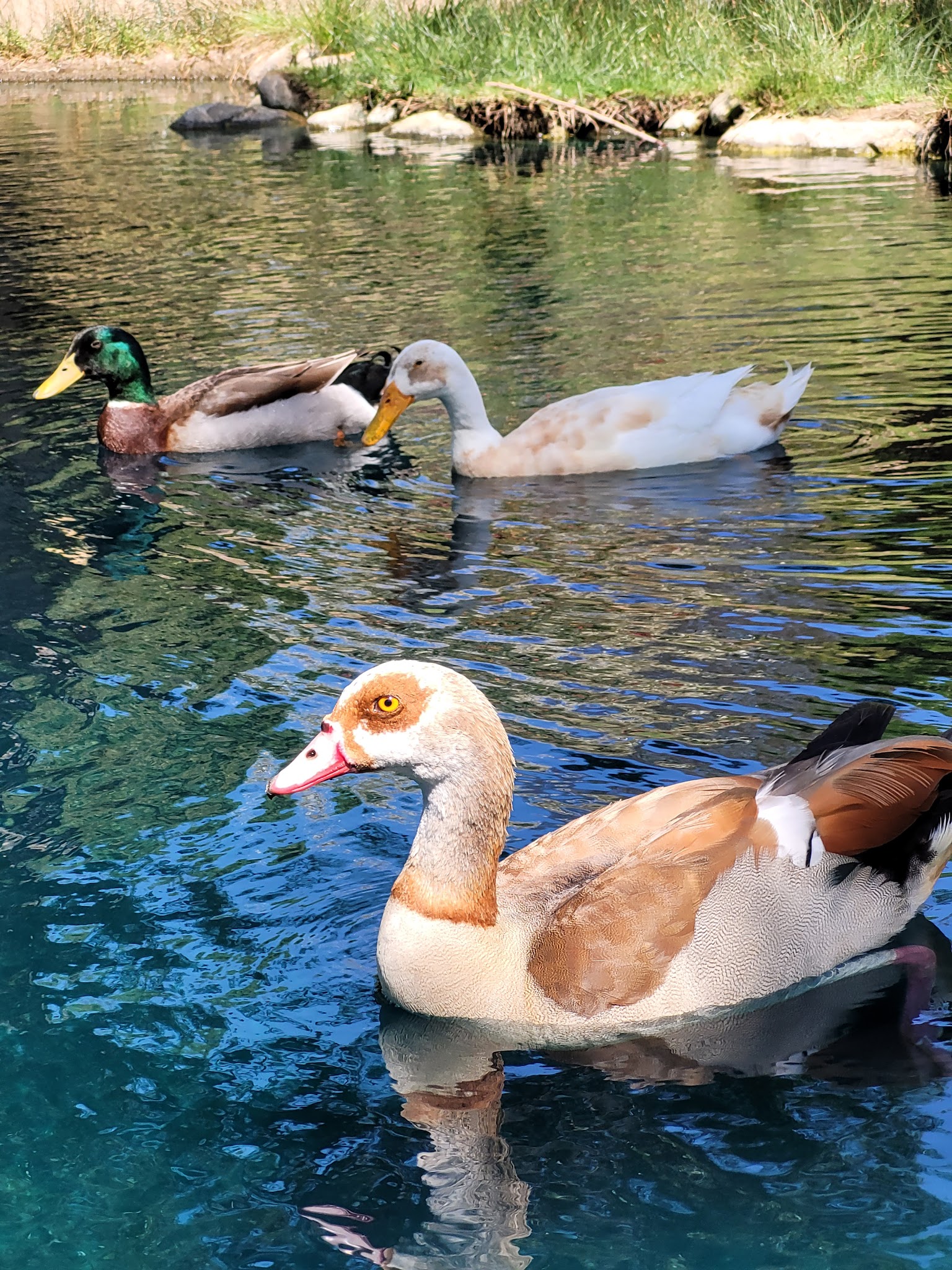 Las Lomas Park - La Habra, CA