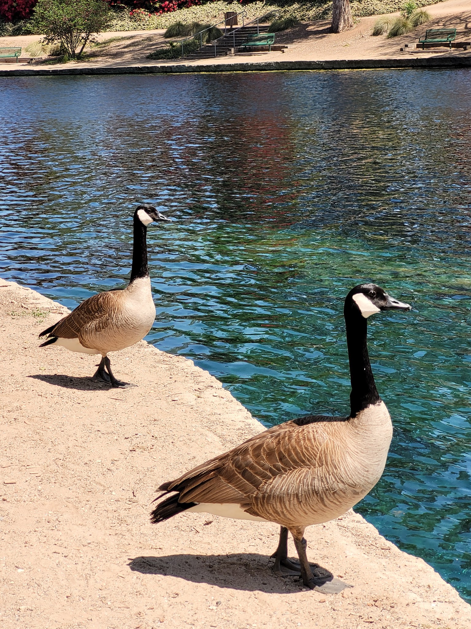 Las Lomas Park - La Habra, CA