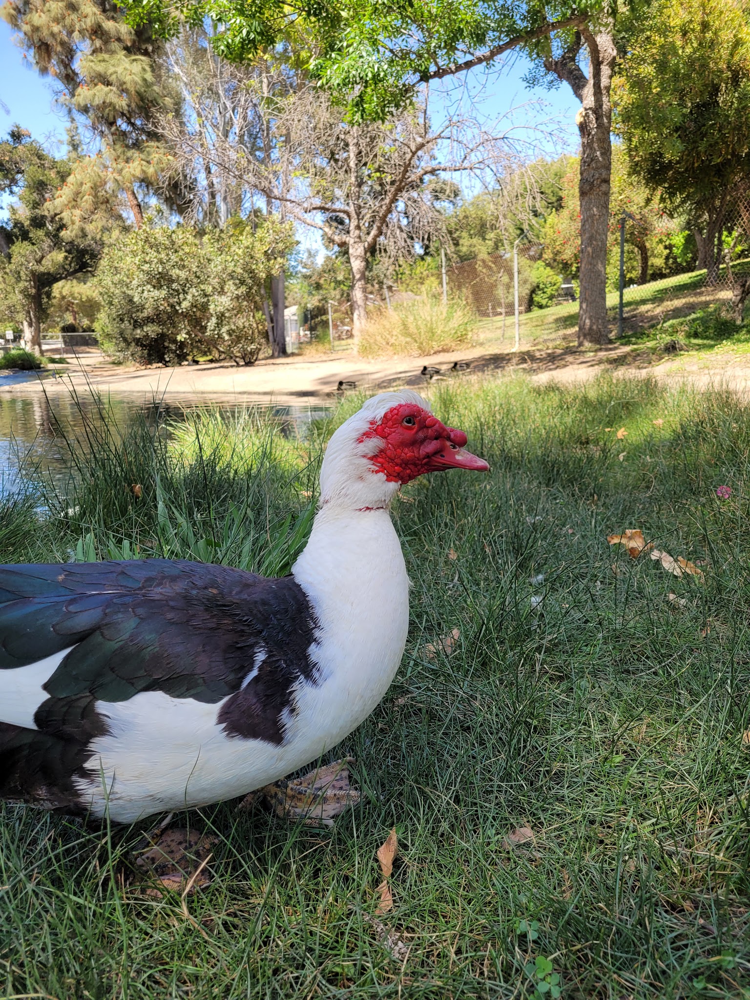 Las Lomas Park - La Habra, CA