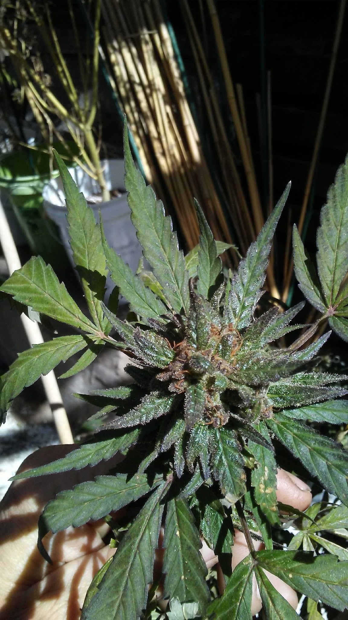 Town Park - La Jara, CO