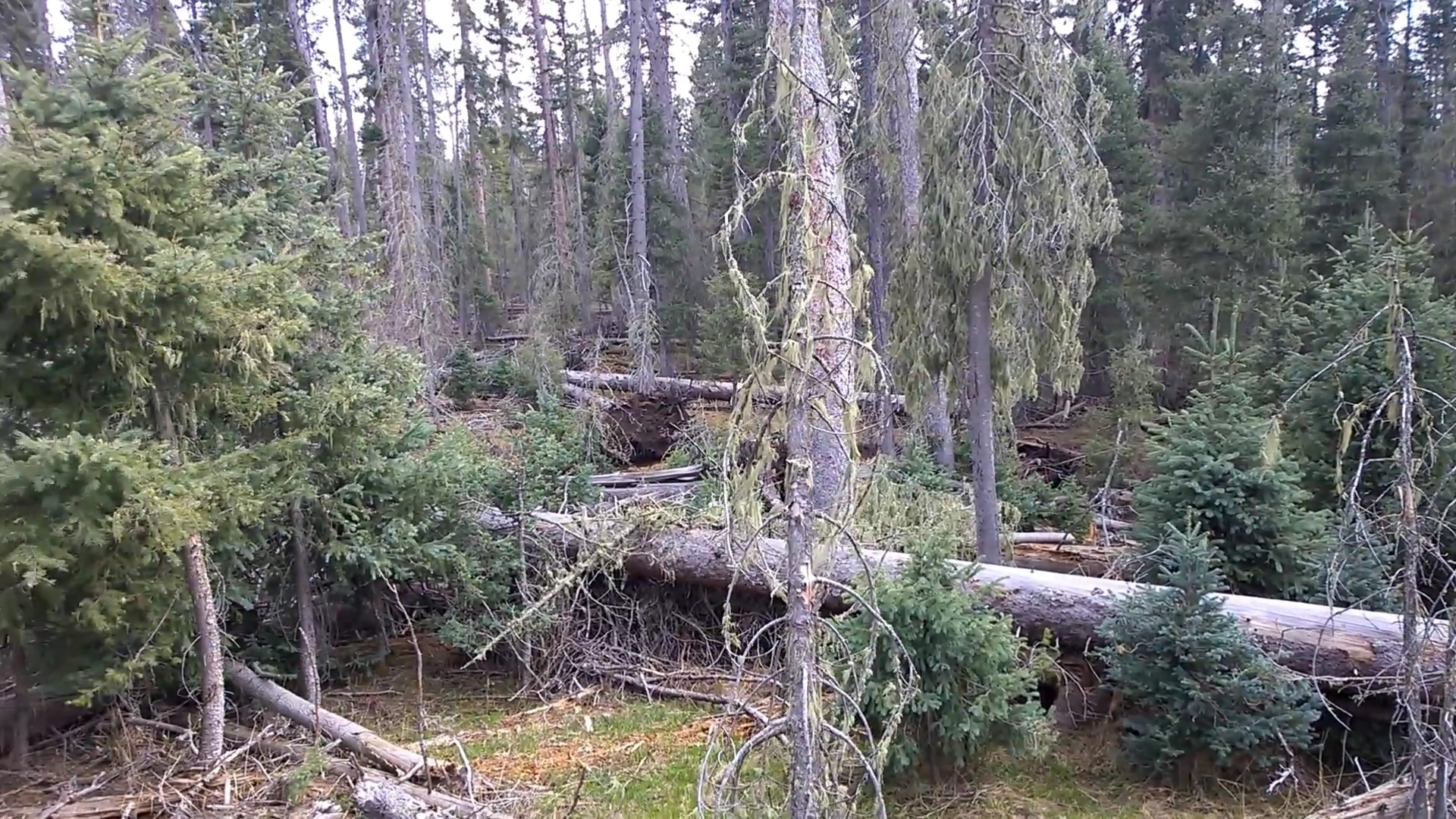 San Gregorio Lake Trail - La Jara, NM