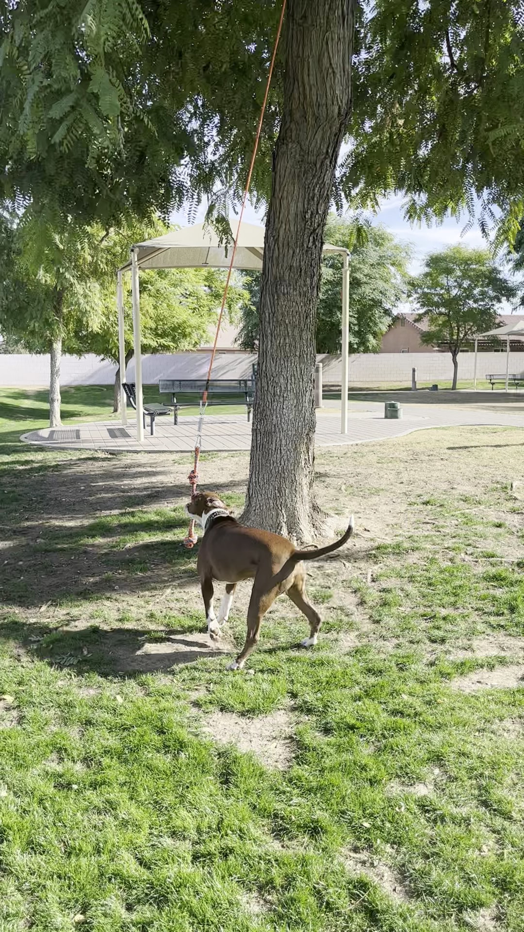 Pioneer Dog Park - La Quinta, CA