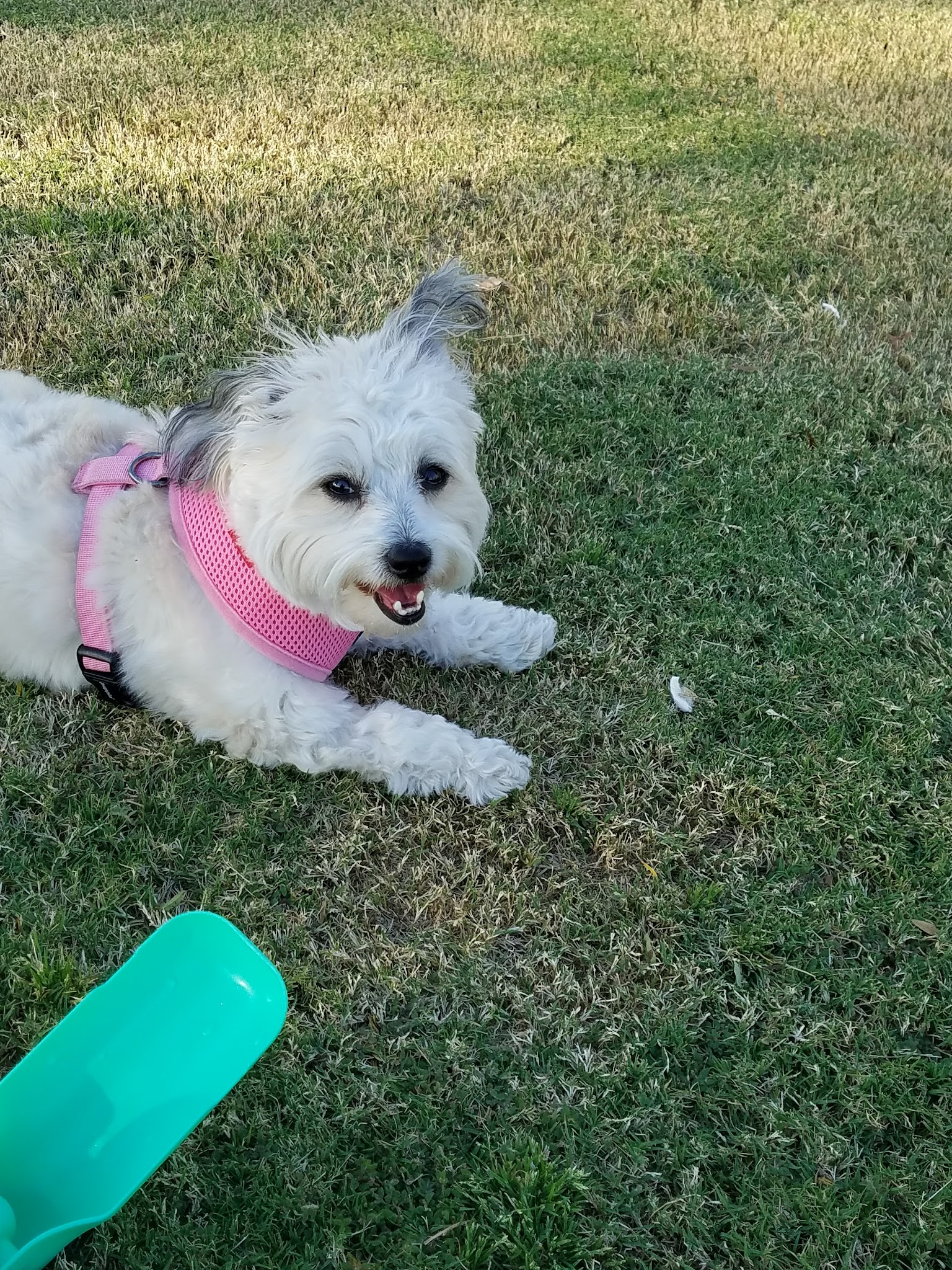 Pioneer Dog Park - La Quinta, CA