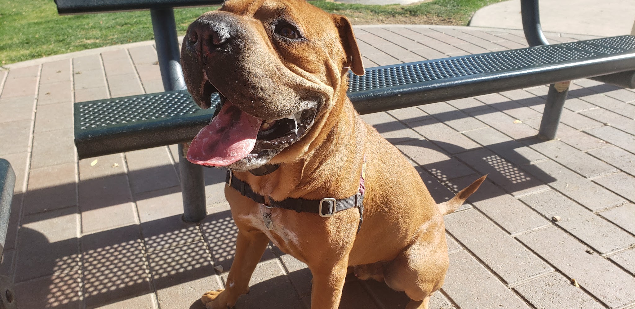 Pioneer Dog Park - La Quinta, CA