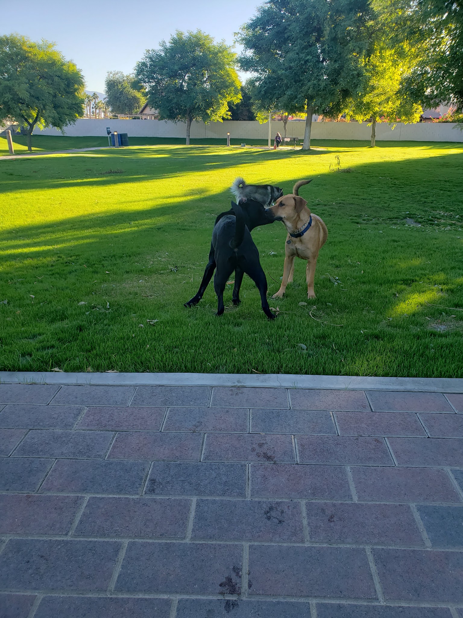 Pioneer Dog Park - La Quinta, CA