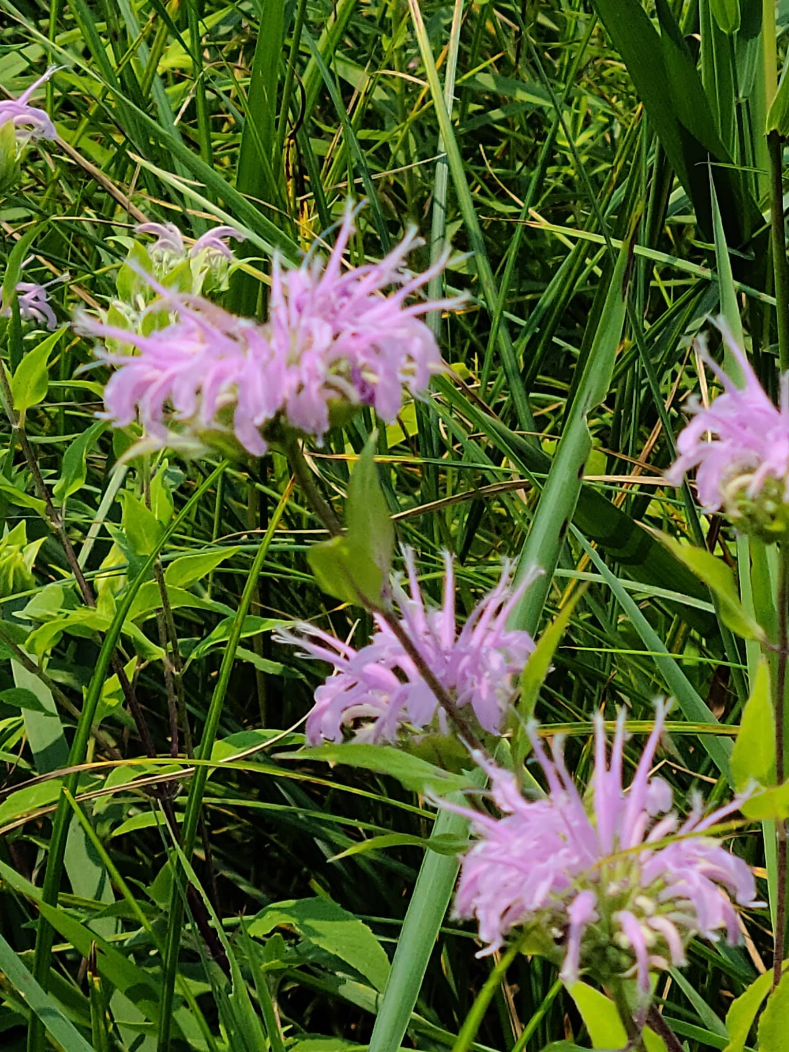 Lake Iowa Park (Iowa County Conservation) - Ladora, IA