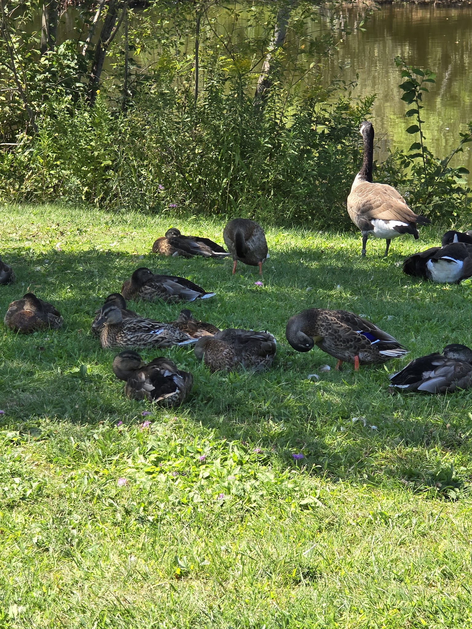 Stringham Park - Lagrangeville, NY