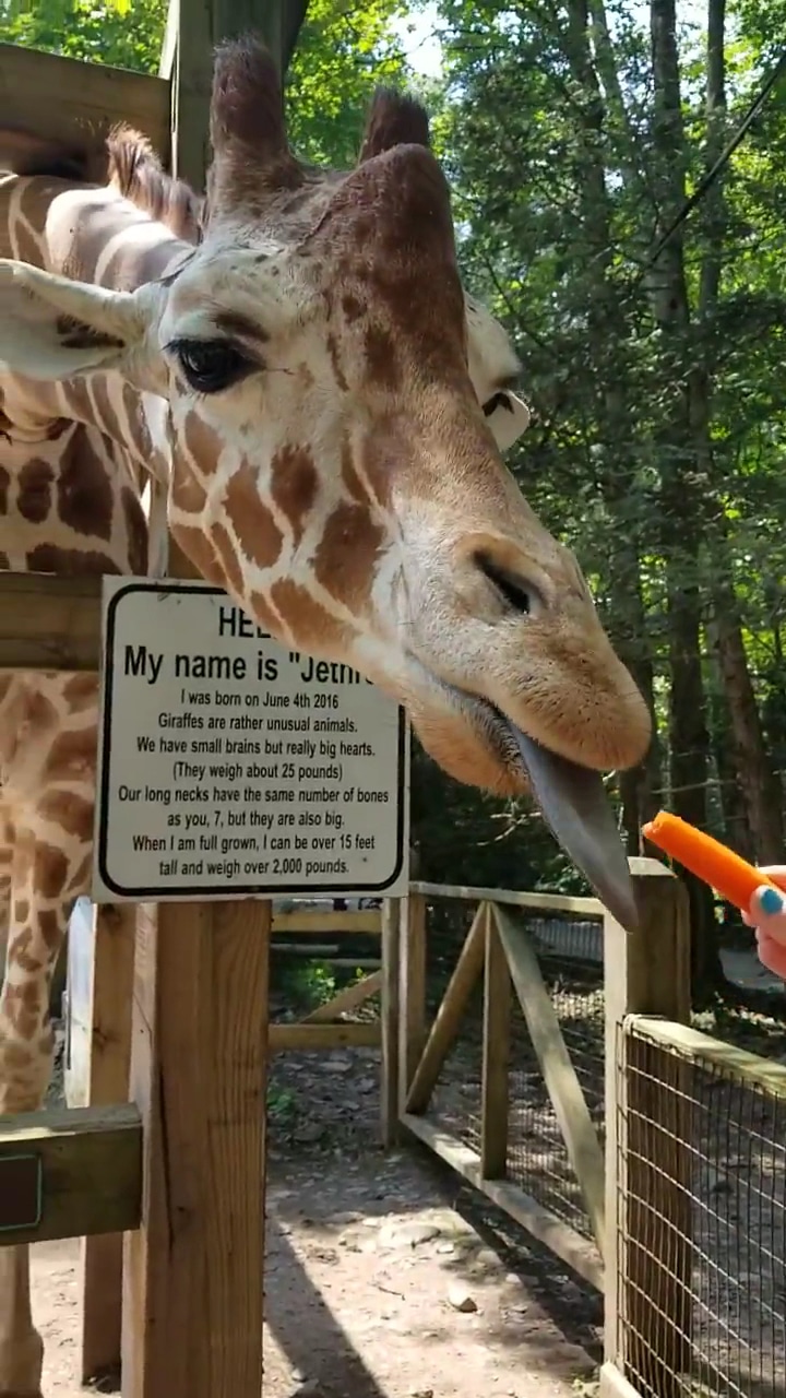 Claws 'N' Paws Wild Animal Park - Lake Ariel, PA