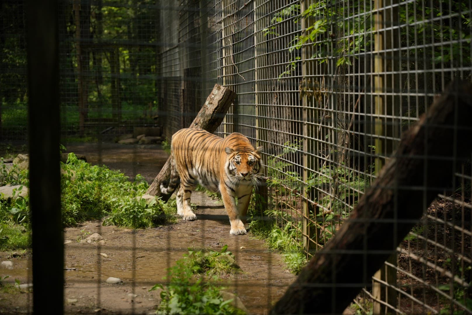 Claws 'N' Paws Wild Animal Park - Lake Ariel, PA